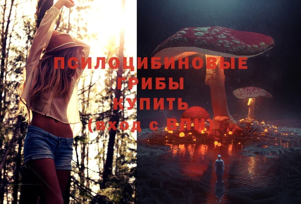 шишки Медвежьегорск